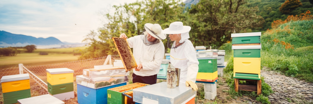 Arıcılık Eğitimi