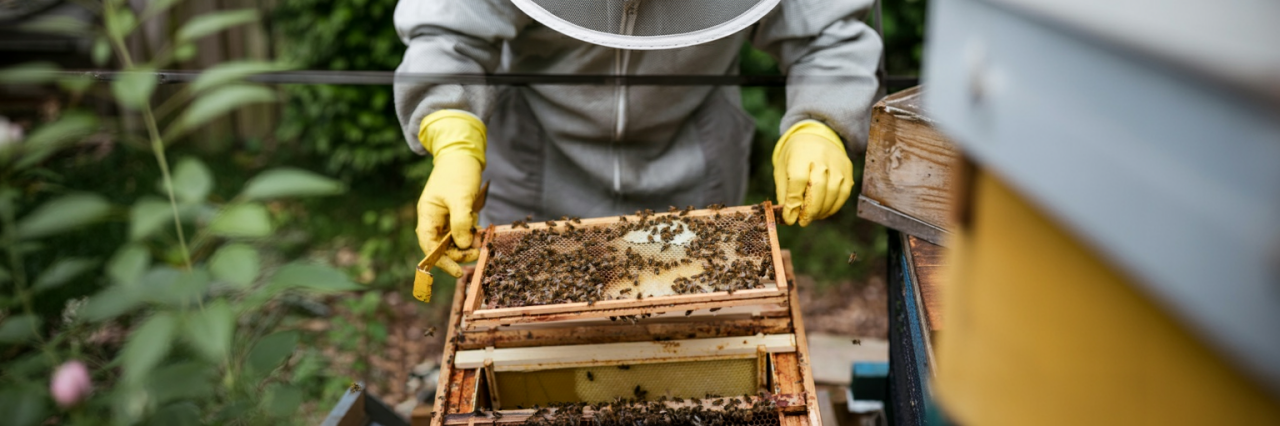 Hobi Arıcılığına Başlamak: İlk Kovanınızı Almadan Önce Bilmeniz Gerekenler