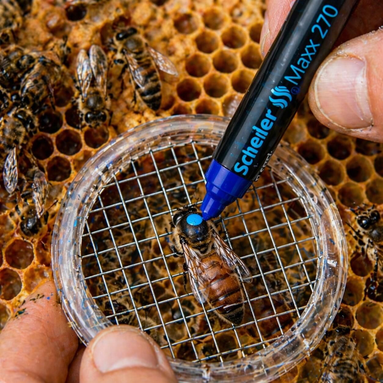 Ana Arı İşaretleme ve Boyama Kalemi (Schneider)