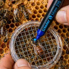 Ana Arı İşaretleme ve Boyama Kalemi (Schneider)